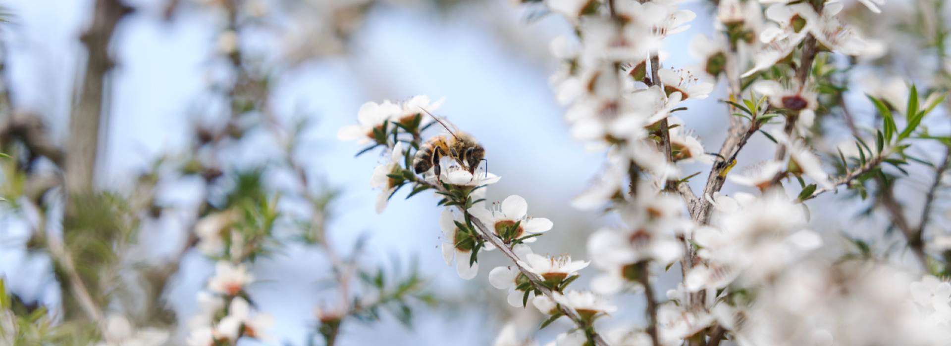 NZ Manuka Honey: 10 Fascinating Facts about Manuka Honey